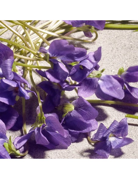 Dolce_Gabbana_Violet_Eau_De_Toil_1680807693_1.jpg