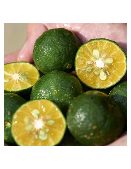 Shiseido_Waso_Shilkulime_Color_C_1770656685_2.jpg